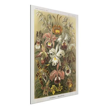Obraz Alu-Dibond - Tablica edukacyjna w stylu vintage Orchidea