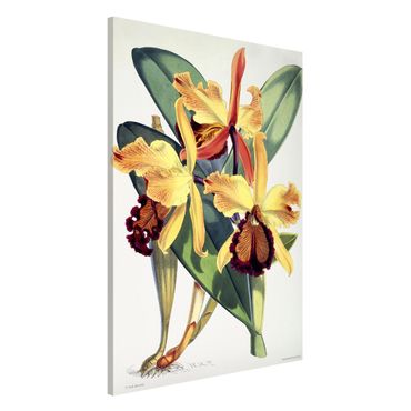 Tablica magnetyczna - Walter Hood Fitch - Orchidea
