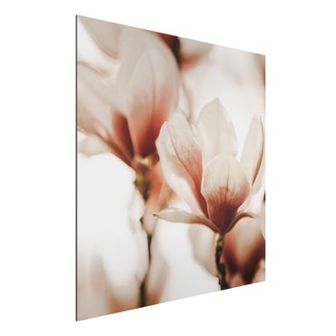 Obraz Alu-Dibond - Delikatne kwiaty magnolii w grze świateł