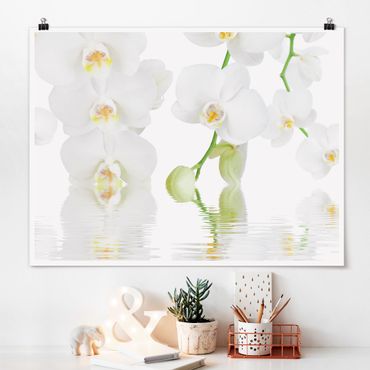 Plakat - Orchidea wellness - Orchidea biała