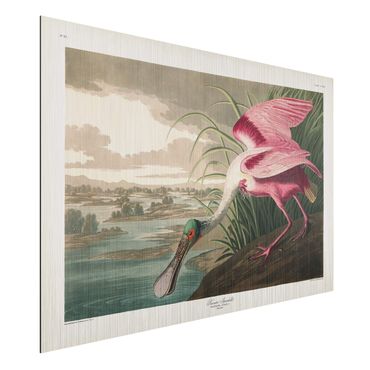 Obraz Alu-Dibond - Tablica edukacyjna w stylu vintage Jesiotr różowy
