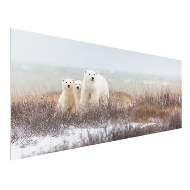 Obraz Forex - Niedźwiedzica polarna i jej młode