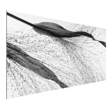 Obraz Alu-Dibond - Trzcina z delikatnymi pąkami czarno-biały