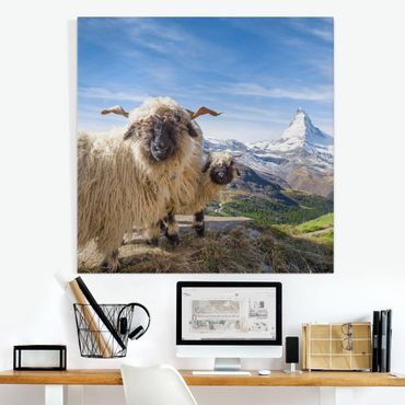 Obraz na płótnie - Czarnonose owce z Zermatt