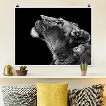 Plakat - Portret lwicy