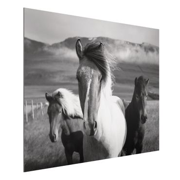 Obraz Alu-Dibond - Czarne i białe dzikie konie