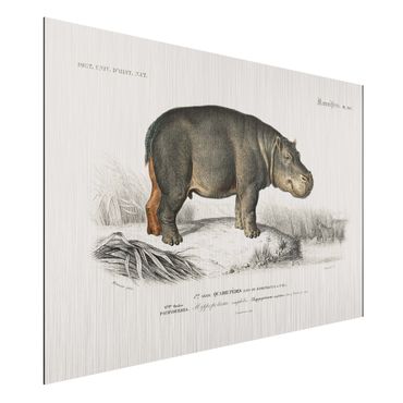 Obraz Alu-Dibond - Tablica edukacyjna w stylu vintage Hipopotam