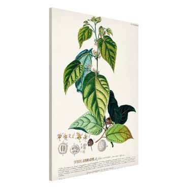 Tablica magnetyczna - Vintage Botanika Ilustracja Kakao