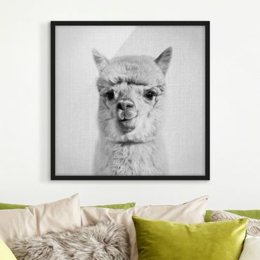 Obraz w ramie - Alpaca Alfred Black And White