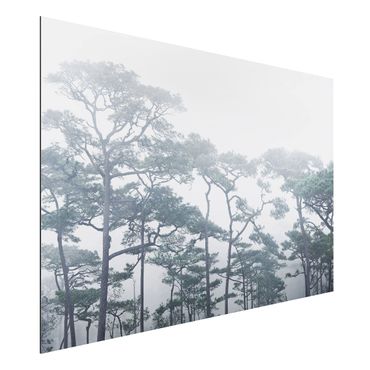 Obraz Alu-Dibond - Wierzchołki drzew we mgle