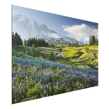 Obraz Alu-Dibond - Mountain Meadow With Blue Flowers in Front of Mt. Rainier