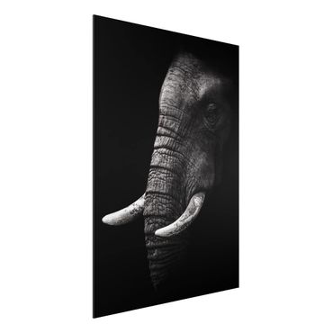 Obraz Alu-Dibond - Portret ciemnego słonia