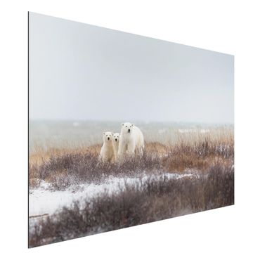 Obraz Alu-Dibond - Niedźwiedzica polarna i jej młode