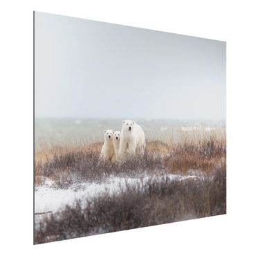 Obraz Alu-Dibond - Niedźwiedzica polarna i jej młode