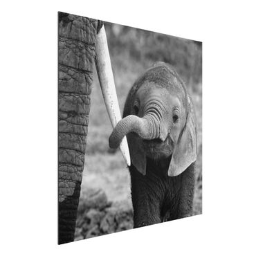 Obraz Alu-Dibond - Baby słoń