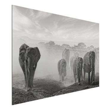 Obraz Alu-Dibond - Stado słoni