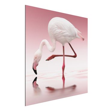 Obraz Alu-Dibond - Taniec flamingów