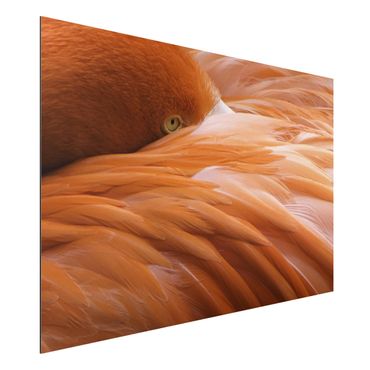 Obraz Alu-Dibond - Pióra flaminga