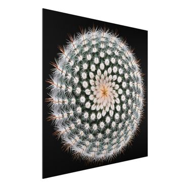 Obraz Alu-Dibond - Kwiat kaktusa
