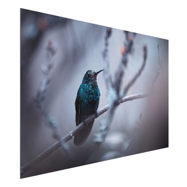 Obraz Alu-Dibond - Koliber w zimie