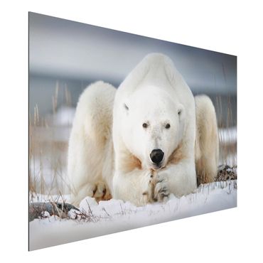 Obraz Alu-Dibond - Przemyślany niedźwiedź polarny