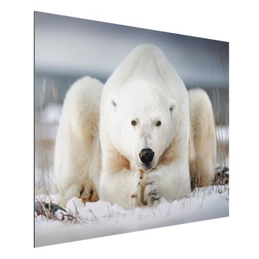 Obraz Alu-Dibond - Przemyślany niedźwiedź polarny