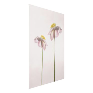 Obraz Alu-Dibond - Kwiaty zawilca różowego