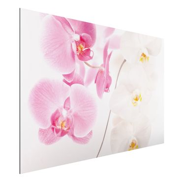 Obraz Alu-Dibond - Delikatne orchidee
