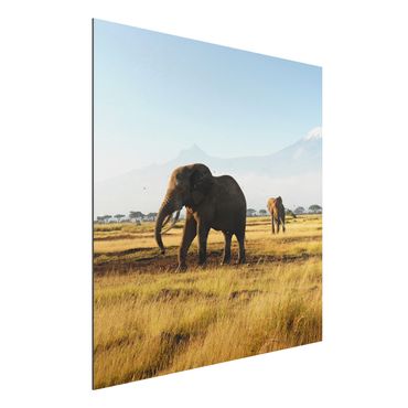 Obraz Alu-Dibond - Słonie na tle Kilimandżaro w Kenii