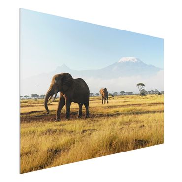 Obraz Alu-Dibond - Słonie na tle Kilimandżaro w Kenii