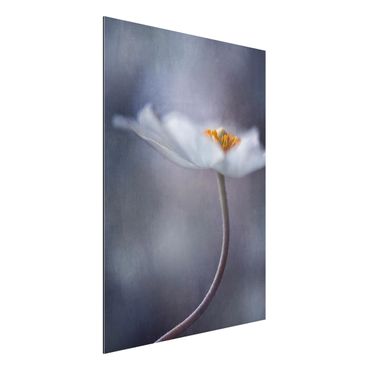 Obraz Alu-Dibond - Biały kwiat zawilca