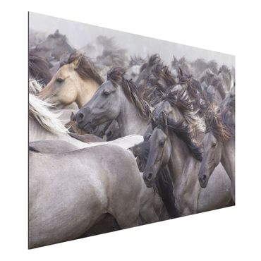 Obraz Alu-Dibond - Dzikie konie