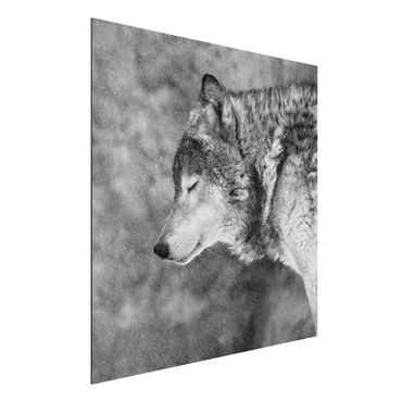 Obraz Alu-Dibond - Winter Wolf