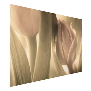 Obraz Alu-Dibond - Czułe tulipany