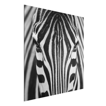 Obraz Alu-Dibond - Zebra Look