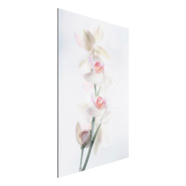 Obraz Alu-Dibond - Fragile Orchid