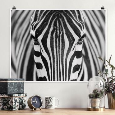 Plakat - Zebra Look