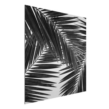 Obraz Alu-Dibond - Widok na liście palmy, czarno-biały