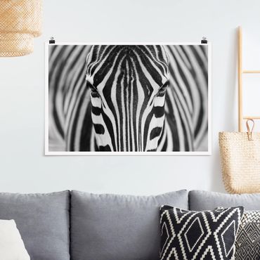 Plakat - Zebra Look