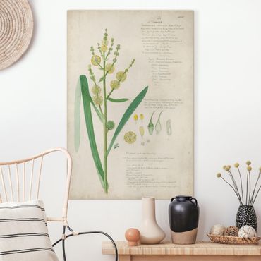 Obraz na płótnie - Rysunki botaniczne w stylu vintage Trawy IV