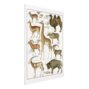 Obraz Forex - Tablica edukacyjna w stylu vintage Żyrafa, wielbłąd i lama