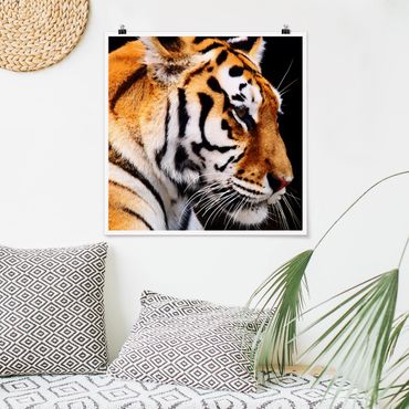 Plakat - Tiger Beauty