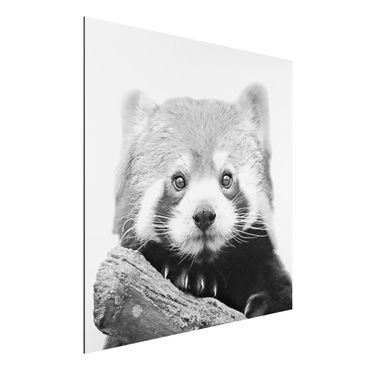 Obraz Alu-Dibond - Panda czerwona w czerni i bieli