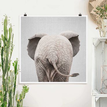 Plakat reprodukcja obrazu - Baby Elephant From Behind