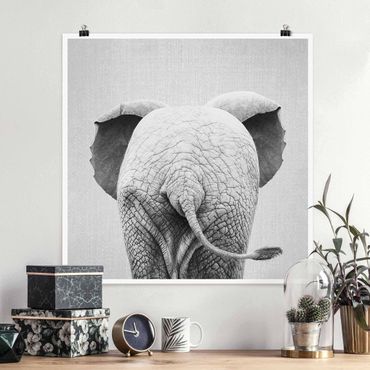 Plakat reprodukcja obrazu - Baby Elephant From Behind Black And White