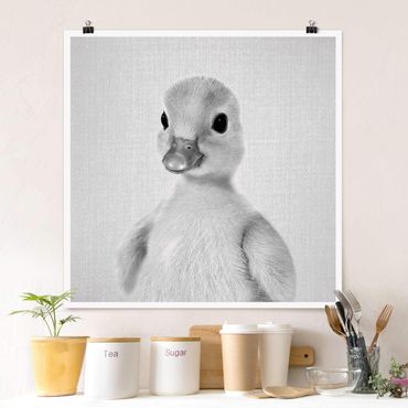 Plakat reprodukcja obrazu - Baby Duck Emma Black And White