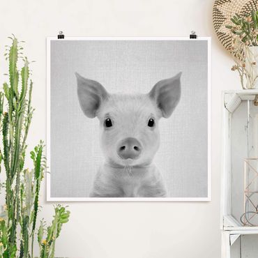 Plakat reprodukcja obrazu - Baby Piglet Fips Black And White