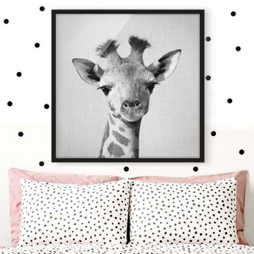 Obraz w ramie - Baby Giraffe Gandalf Black And White