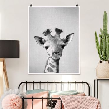 Plakat reprodukcja obrazu - Baby Giraffe Gandalf Black And White