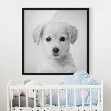 Obraz w ramie - Baby Golden Retriever Gizmo Black And White